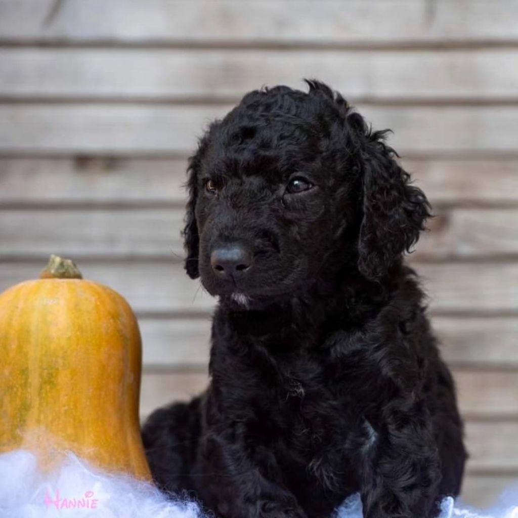 Du Moulin Du Paulu - Chiot disponible  - Curly Coated Retriever