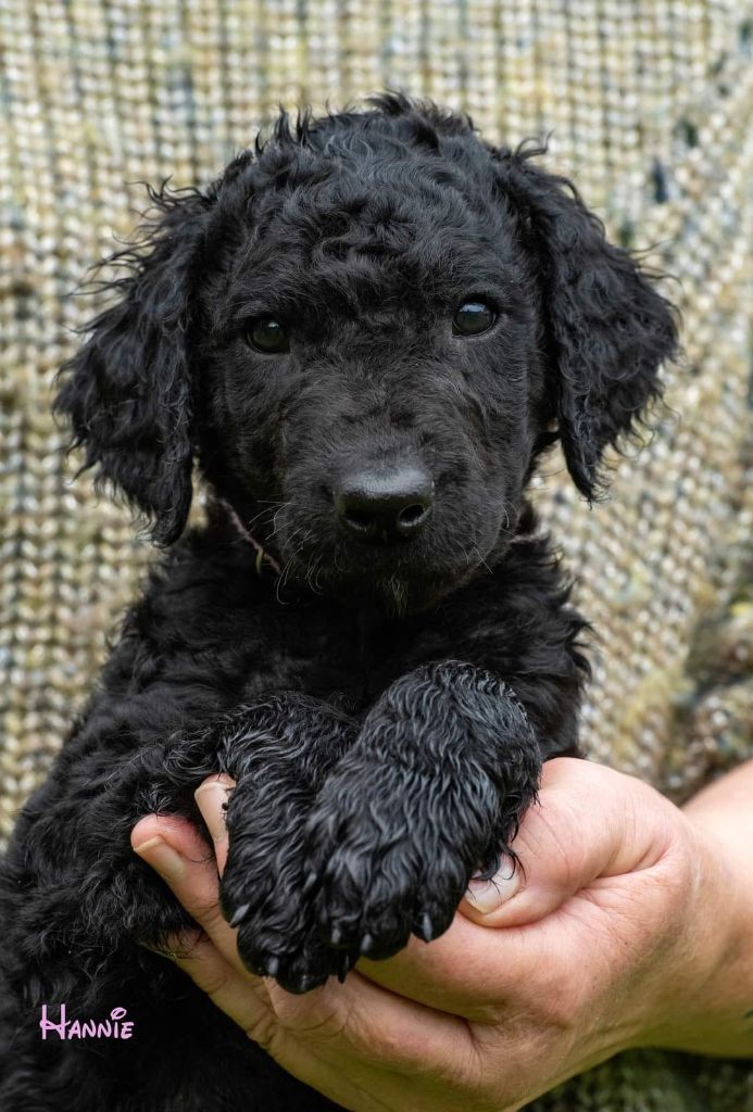 Du Moulin Du Paulu - Chiot disponible  - Curly Coated Retriever