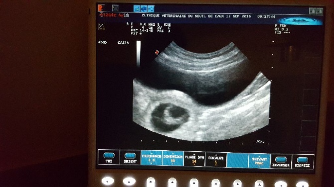 Du Moulin Du Paulu - Confirmation de la gestation