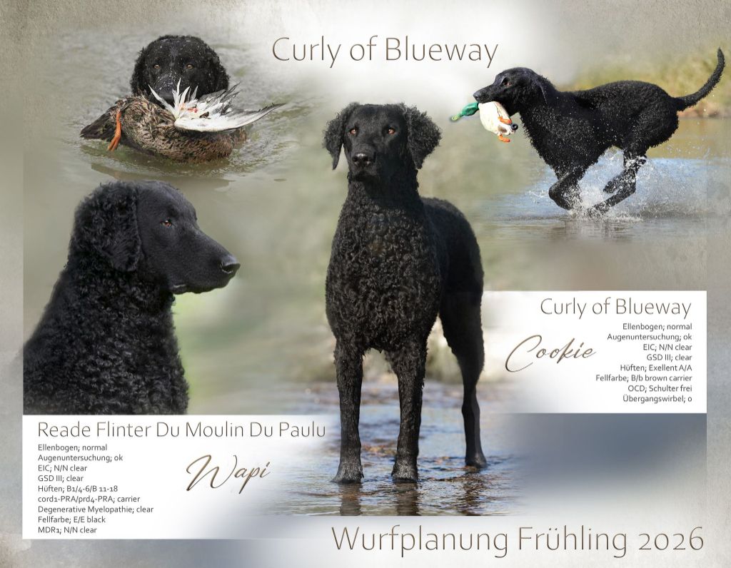 Du Moulin Du Paulu - Mariage de Wapi et Coockie 