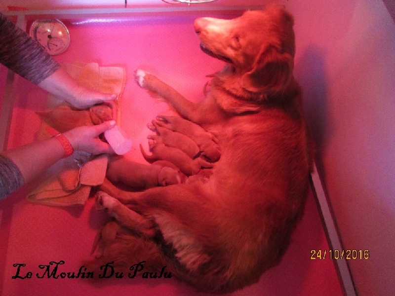 Du Moulin Du Paulu - Retriever de la Nouvelle-Ecosse - Portée née le 19/10/2016