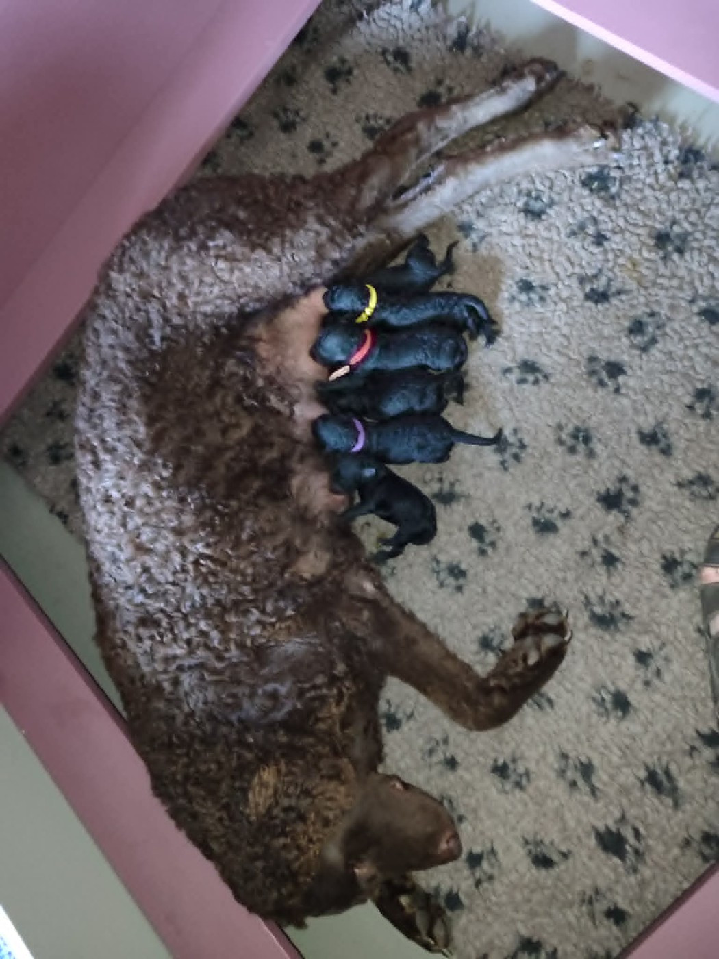 Du Moulin Du Paulu - Chiots disponibles - Curly Coated Retriever