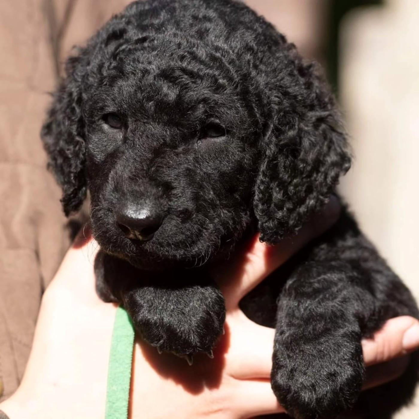 Du Moulin Du Paulu - Chiots disponibles - Curly Coated Retriever
