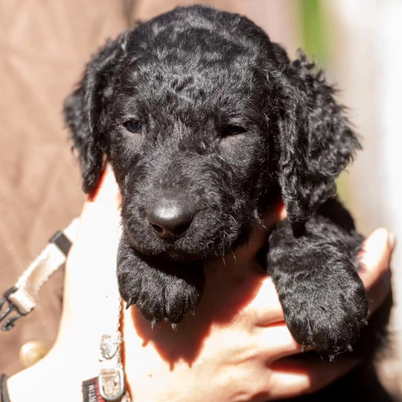Du Moulin Du Paulu - Chiots disponibles - Curly Coated Retriever