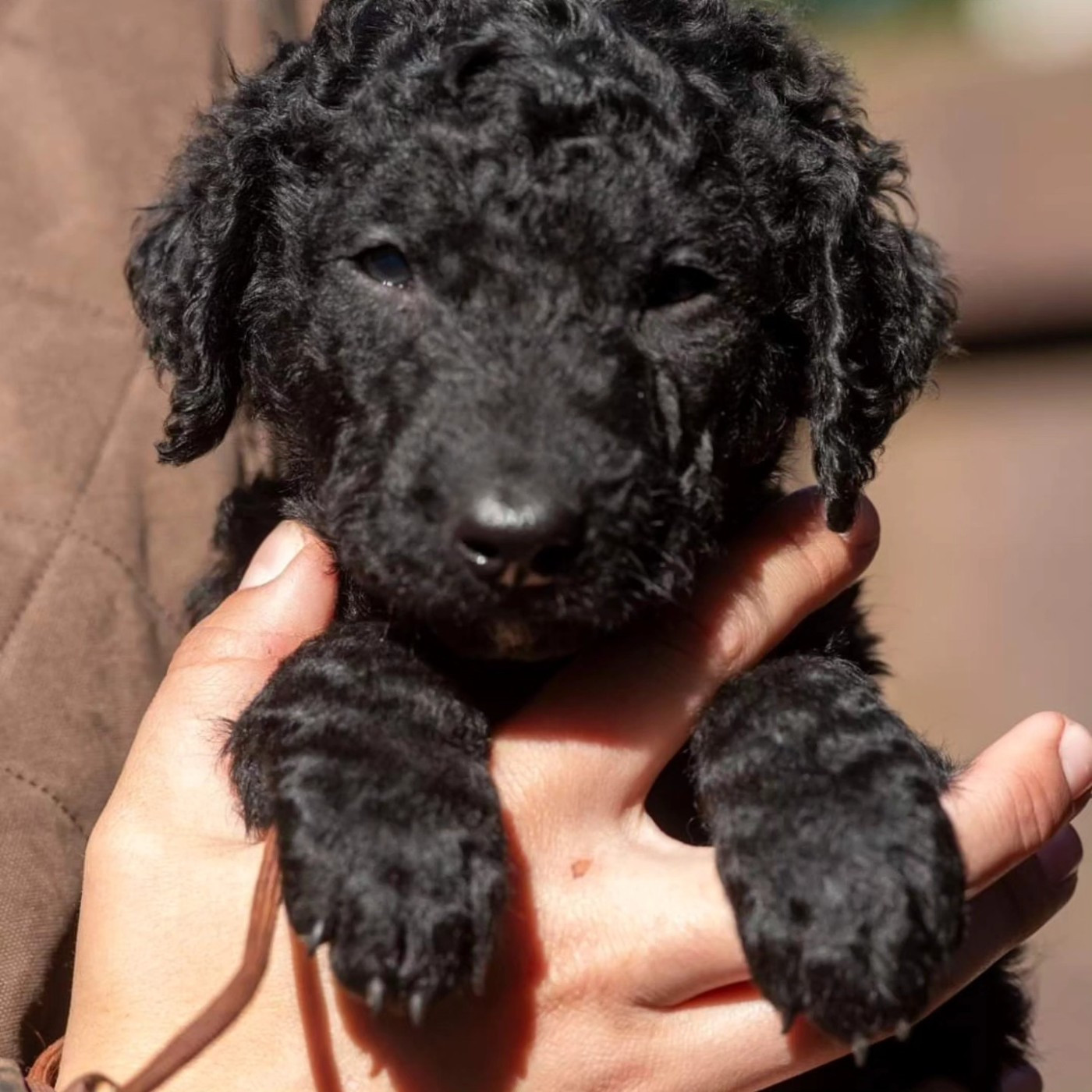 Du Moulin Du Paulu - Chiots disponibles - Curly Coated Retriever