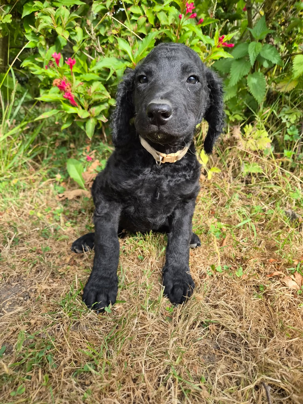 Du Moulin Du Paulu - Curly Coated Retriever - Portée née le 23/05/2026