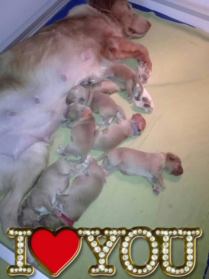 Du Moulin Du Paulu - Retriever de la Nouvelle-Ecosse - Portée née le 21/11/2018