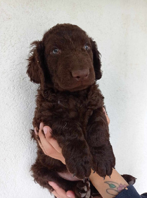 U'BLUE BUTTERFLYL DIT URSA