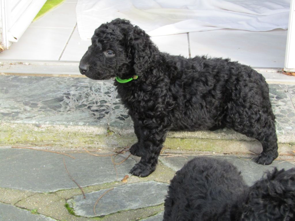 Du Moulin Du Paulu - Curly Coated Retriever - Portée née le 02/01/2020