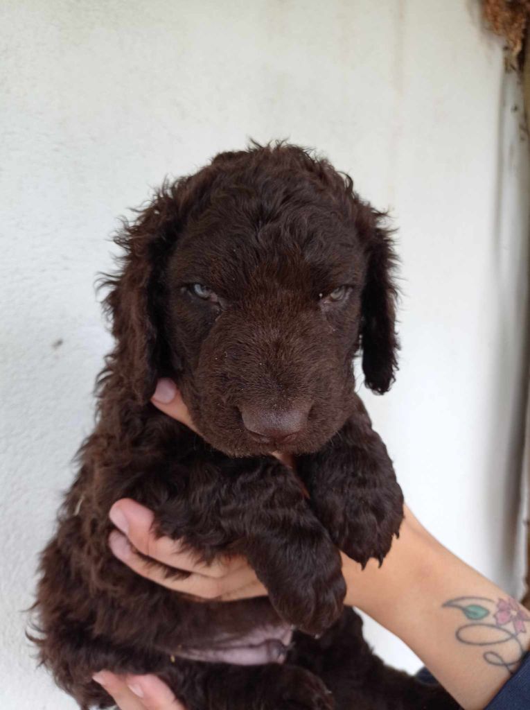 Du Moulin Du Paulu - Curly Coated Retriever - Portée née le 08/06/2023